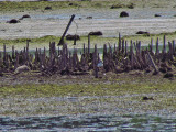 Black-necked Stilt 4-18-09 off Meadow Brook Rd - n of Ripon - poss on nest.jpg