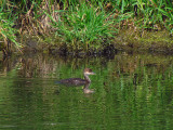 Hooded Merg imm 6-7-12 Mascoutin Tr wetland1.jpg