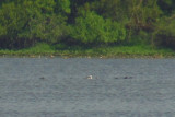 Western Grebe 7-21-12 LakeMaria1.jpg
