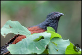 Philippine Coucal