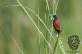 Crestnut Munia 