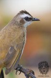 Yellow Vented Bul-bul  