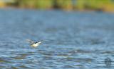 Little Heron