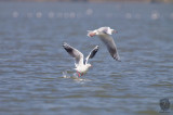 Black Headed Gull