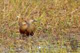 Wandering Whistling Duck <i>(Dendrocygna arcuata)<i/>