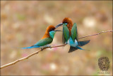 (8) Blue-Throated Bee-eater (FIGHT CLUB)