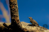 Philippine Pygmy Woodpecker