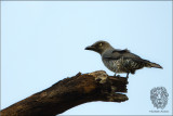 Bar-bellied Cuckoo-shrike <i>(Coracina striata)<i/>