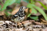 Thrush, Ashy  <i>(Geokichia cinerea)<i/>