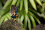 Northern Indigo-banded Kingfisher (Alcedo cyanopectus)
