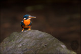 Northern Indigo-banded Kingfisher <i>(Alcedo cyanopectus)<i/>