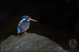 Northern Indigo-banded Kingfisher <i>(Alcedo cyanopectus)<i/>