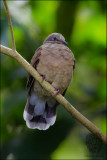 White-eared Brown-Dove <i>(Phapitreron leucotis)<i/>