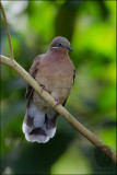 White-eared Brown-Dove <i>(Phapitreron leucotis)<i/>