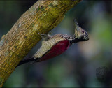 Luzon Flameback (female) <i>(Chrysocolaptes haematribon)<i/>