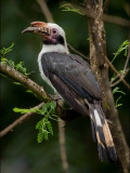 Hornbill, Luzon <i>(Penelopides manillae)<i/>