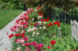 Spring Tulips, Skaneateles, NY