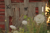 Queen Annes Lace by a loved barn.jpg