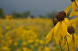 Flowers of the flowerfield