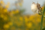 Softness and a Summer field