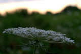 A lacy morning