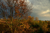 Fall tree and sky