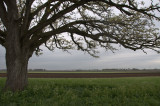 Tree and Vibrant Spring Field