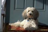 Sparky