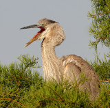 Great Blue Heron (juvenile)