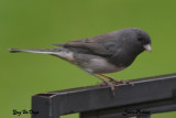              Junco Ardoisé