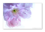 Flower Gallery