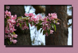 Colorful Crab Apples