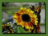 Autumn Sunflower