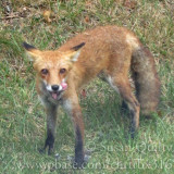 Foxy Loxy
