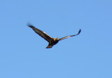 Not sure but I think this is a Golden Eagle