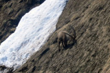 Alpine ibex - Steinbock, Pilatus