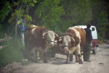 Bullock cart on the small dirt road linking Gradac to Studenica via the village of Rudno