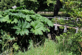 Greenery near the mill, Batemans 