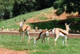 Springbok - Johannesburg Zoo