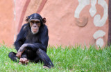 Young chimpanzee - Johannesburg Zoo