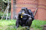 Chimpanzee - Johannesburg Zoo