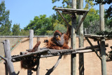 Orangutan  - Johannesburg Zoo