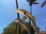 Dolphins jumping the fence, Ilha do Mussulo