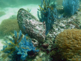 OmanDiveApr12 235.jpg