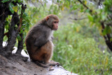 The resident Rhesus Macaques of Swayambhunath give it the name Monkey Temple