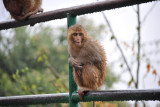 Cold wet monkey, Swayambhunath
