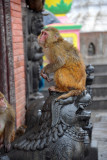 Wet monkey on a lion, Swayambhunath