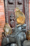 The macaques of Swayambhunath