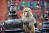 Monkey and a small stupa at Swayambhunath