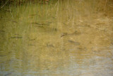 Fish in the desert, Hatta Pools